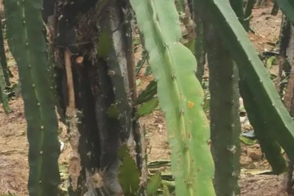 火龙果茎枯病的症状，病斑凹陷并逐渐干枯
