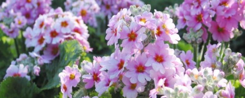樱花草的花语是什么，寓意除你之外别无所爱