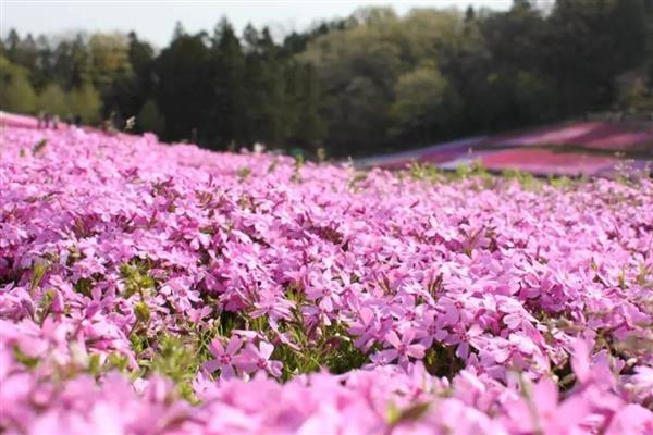 樱花草的花语是什么，寓意除你之外别无所爱