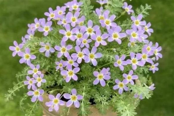 樱花草的花语是什么，寓意除你之外别无所爱