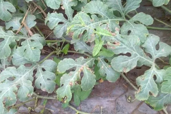 西瓜炭疽病的为害症状，其茎基部会变成黑褐色