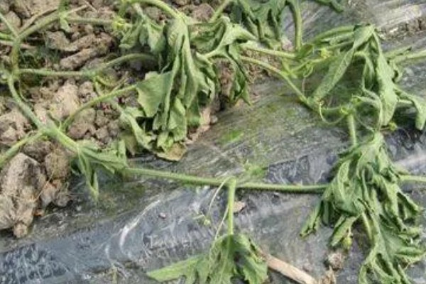 西瓜炭疽病的为害症状，其茎基部会变成黑褐色