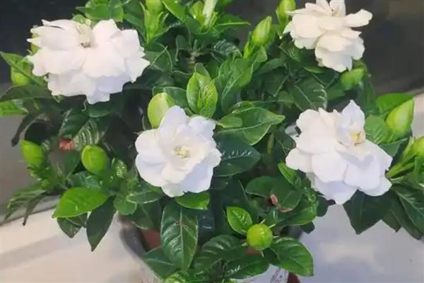 怎么去除栀子花小白虫，可喷洒定虫脒或蚍虫林