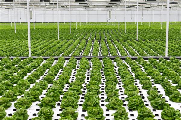 新型农业的简介，是一种利用现代科技手段进行生产经营的农业