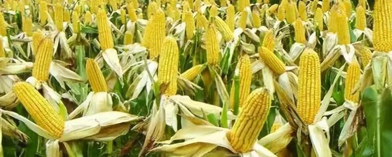 K2935玉米种子特征特性,中抗瘤黑粉病