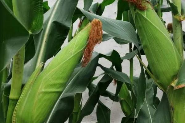 浙糯玉25玉米种子简介,中抗小斑病