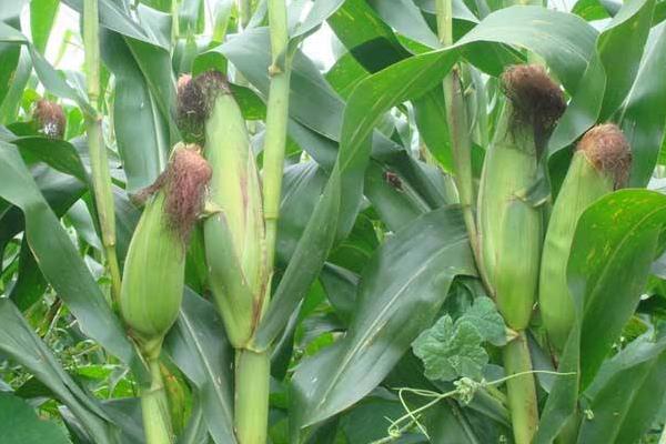 美迪916玉米种子介绍,适宜密度4500株/亩