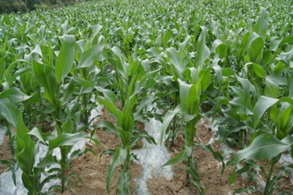 驻青贮4号玉米种子特征特性,注意防治瘤黑粉病