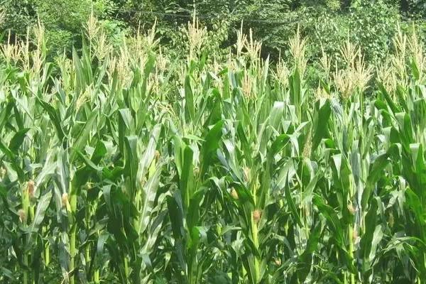 新甜66玉米品种的特性，该品种两年区试平均