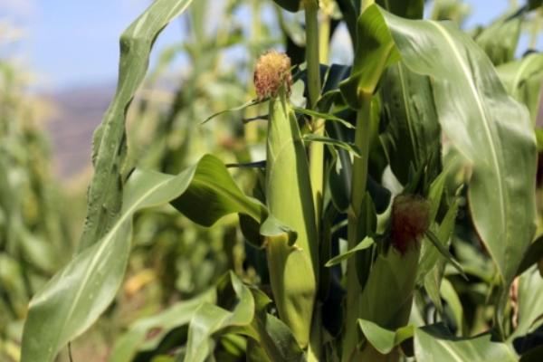 K2935玉米种子特征特性,中抗瘤黑粉病