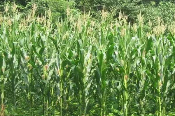 浙糯玉25玉米种子简介,中抗小斑病