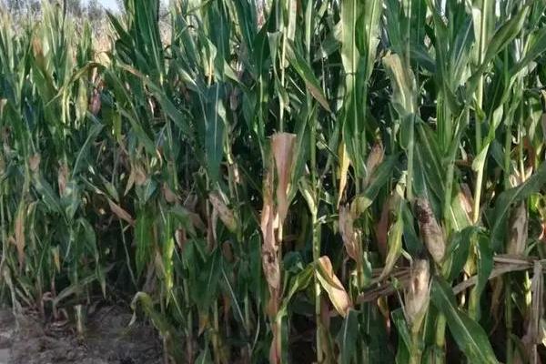 七合玉H81玉米种子简介，苗期防治地下害虫