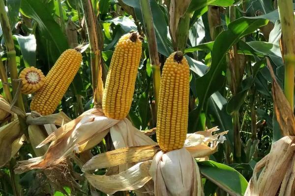 祺玉268玉米品种的特性,苗期防治地老虎等地下害虫