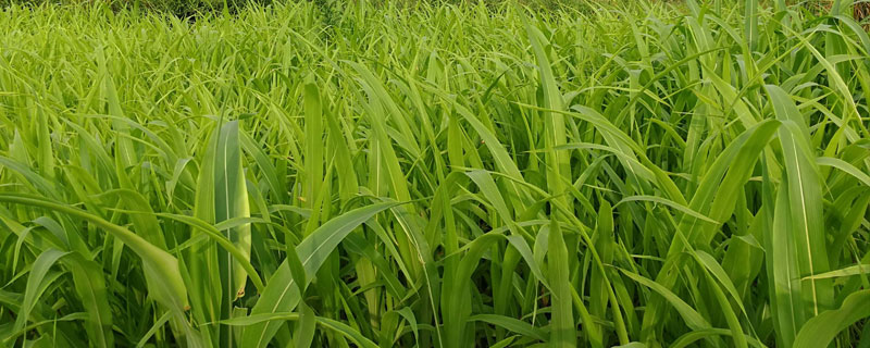 春优157水稻品种简介，该品种植株较高
