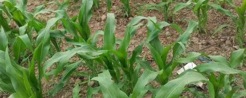 七合玉H81玉米种子简介，苗期防治地下害虫