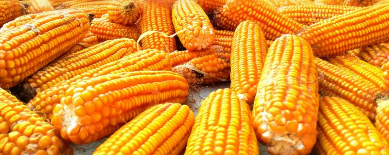 祺玉268玉米品种的特性,苗期防治地老虎等地下害虫