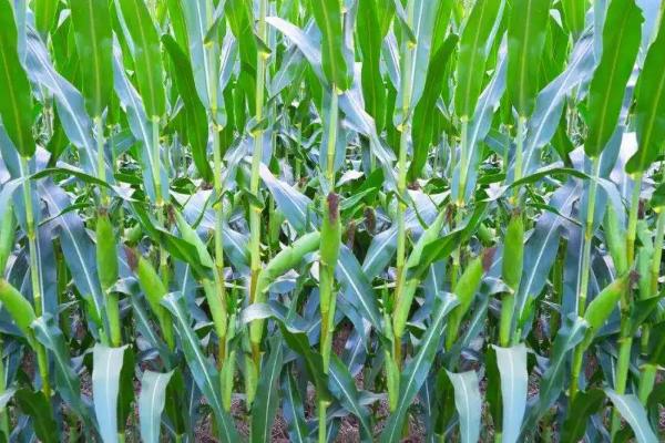 周单213玉米种子介绍，平均生育期102.6天