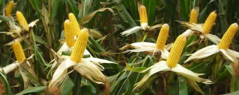 润单3号玉米种子特征特性，平均生育期101.1天