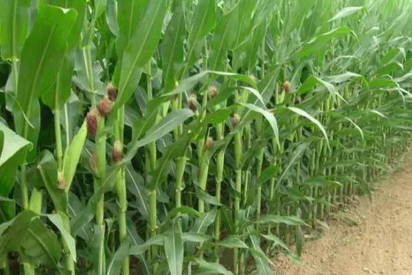 洛单甜8号玉米种子简介，适宜密度3500株/亩