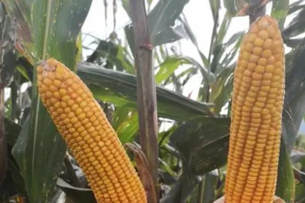 美迪916玉米种子介绍,适宜密度4500株/亩