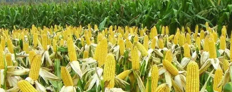 驻青贮4号玉米种子特征特性,注意防治瘤黑粉病