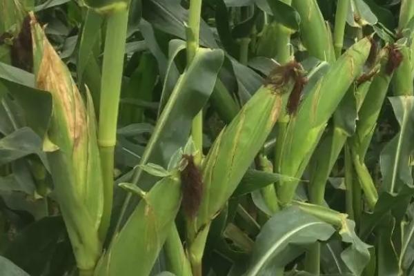 浙糯玉25玉米种子简介,中抗小斑病