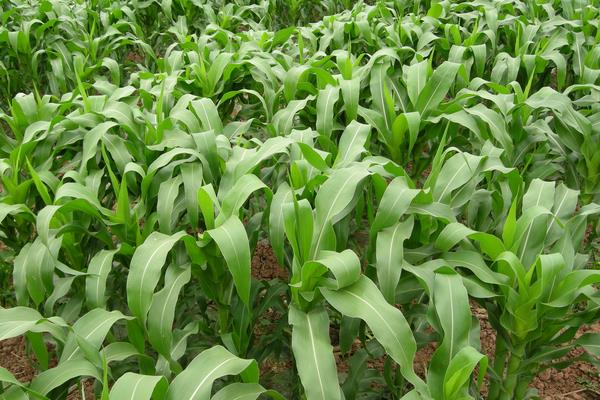 XM1918玉米种子介绍,并防治地下害虫