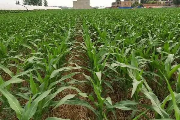祺玉268玉米品种的特性,苗期防治地老虎等地下害虫