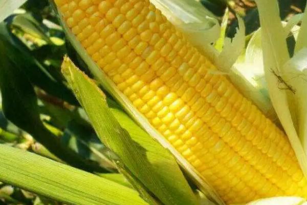 郑糯2000玉米种子特征特性,适宜密度3500株/亩