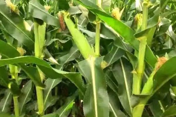 丰彩糯1号玉米种子特征特性，适宜密度3500株/亩