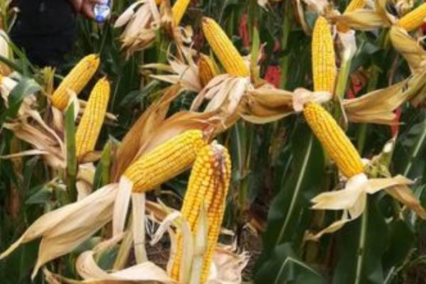 郑糯2000玉米种子特征特性,适宜密度3500株/亩