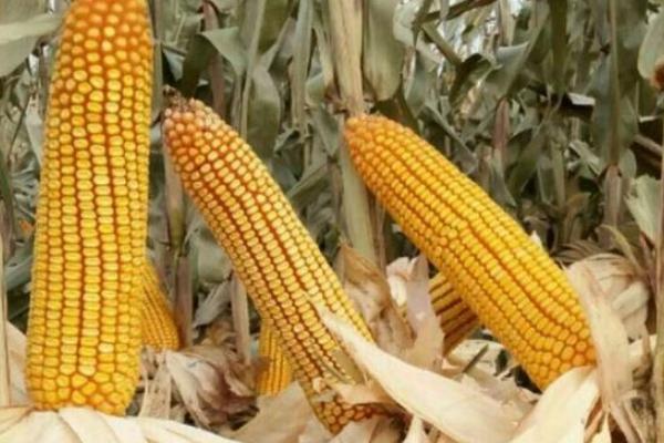 洛单甜8号玉米种子简介，适宜密度3500株/亩