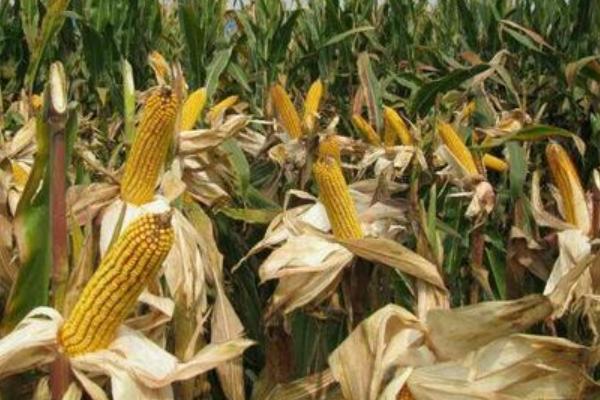 祺玉268玉米品种的特性,苗期防治地老虎等地下害虫