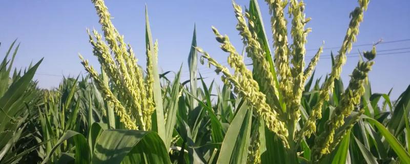 宛玉820玉米种子特点,中抗镰孢茎腐病