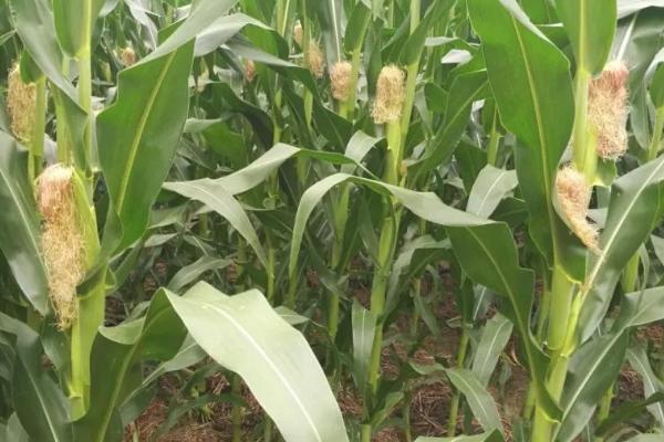 豫保180玉米品种的特性,平均生育期101.9天