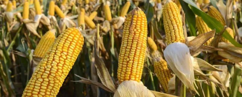 郑糯2000玉米种子特征特性,适宜密度3500株/亩