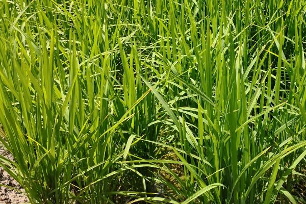 郑稻25水稻种子介绍，粳型常规水稻品种