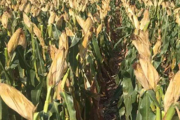 先能玉373玉米种子介绍,适宜密度4500株/亩