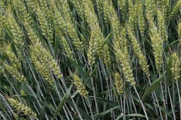 联邦5号小麦品种简介,每亩适宜基本苗15~18万