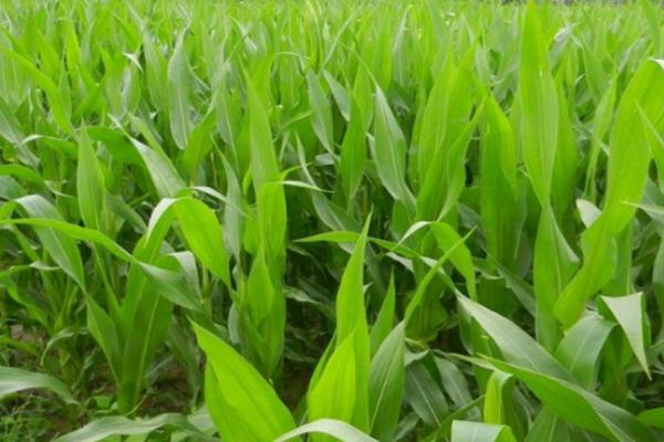 德合166玉米品种简介,平均生育期102.1天