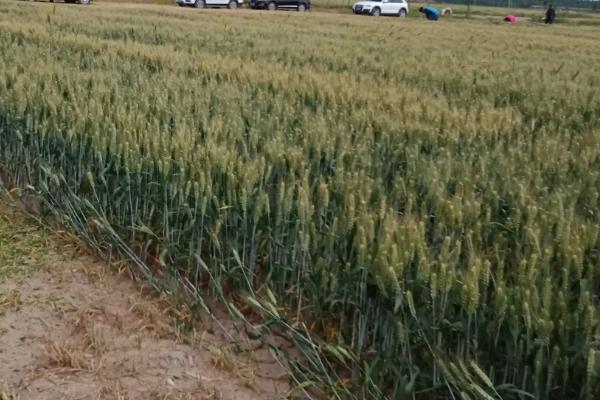 郑研麦162小麦种子简介,半冬性品种