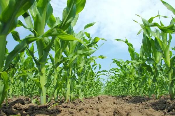 德合166玉米品种简介,平均生育期102.1天