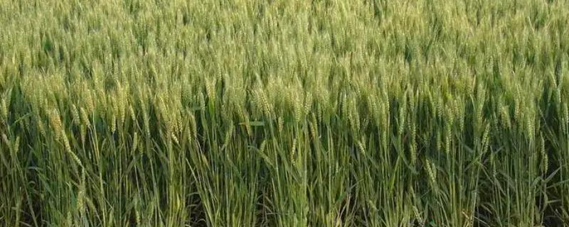 郑麦215小麦品种简介,适宜播种期10月上中旬