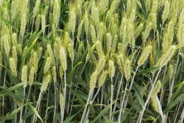 新科麦183小麦品种简介，适宜播种期10月上中旬