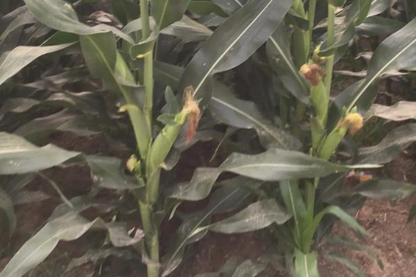 中研2102玉米种子特征特性,注意防治弯孢叶斑病