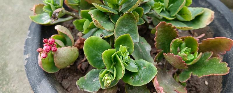 花叶子被冻坏了怎么处理,移置到温度在15℃左右的室内培育