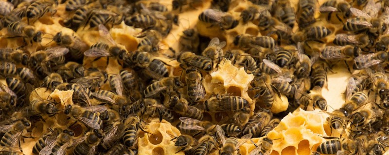 蜜蜂围王的原因与解决方法，可能是工蜂排斥蜂王