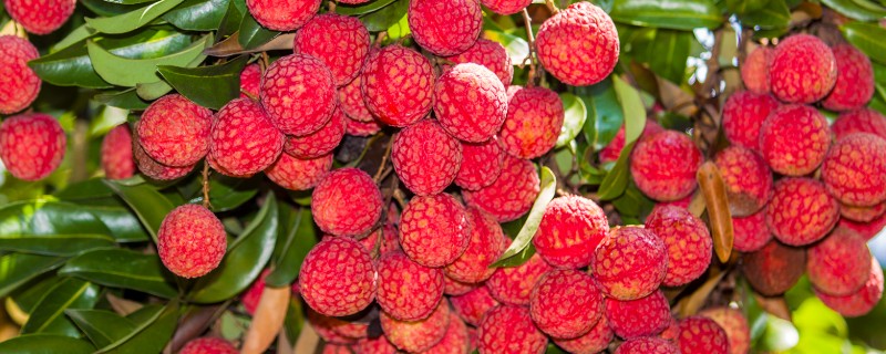 荔枝是哪里的特产，是海南、广西、广东等地的特产