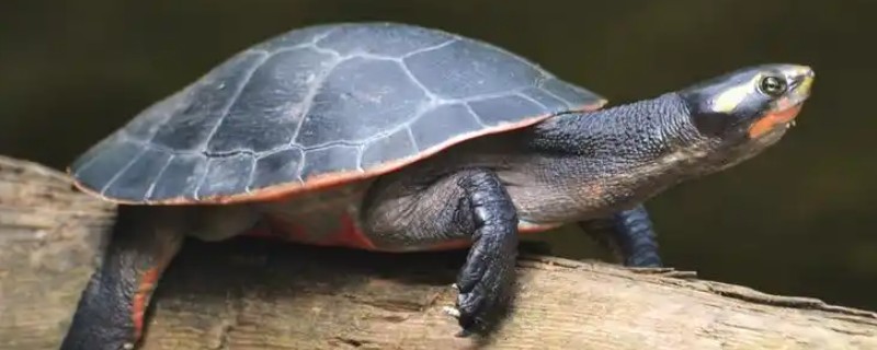 圆澳龟吃什么,可以吃蠕虫、小鱼、小虾等