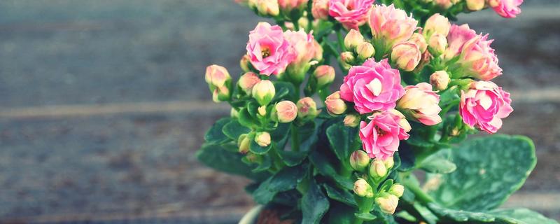 长寿花是喜阴还是喜阳，长寿花喜阳